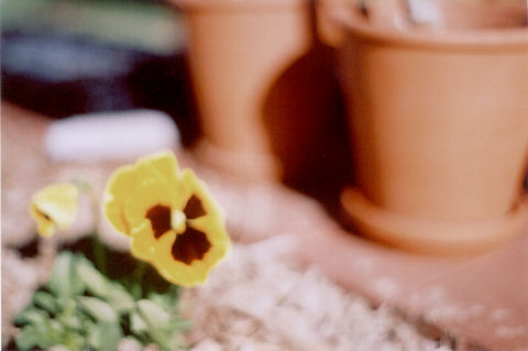 pansy